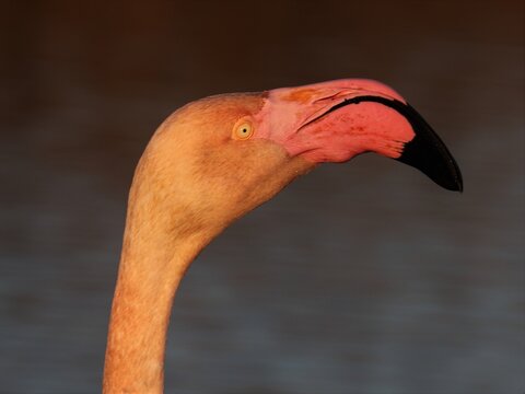 Gros plan d'une t&ecirc;te de flamant rose prise de profil, avec un fond bleu gris en arri&egrave;re plan. Portrait d'un oiseau aquatique de Camargue avec un gros bec rose et noir. 