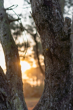 Close up of pine tree trunks with warm golden sunlight filtering through blurred forest background