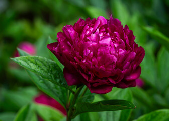 Obraz premium Paeonia lactiflora ‘Felix Supreme’, a historic 1955 cultivar with a dense, fully double rose-form bloom in rich ruby-red tones. The densely layered petals create a dramatic, luxurious garden flower. 