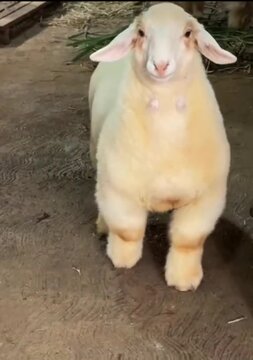 yellow lamb