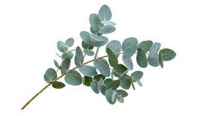 Fresh green eucalyptus branch with round leaves for floral design isolated on transparent background © Designer