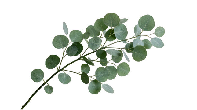 Fresh green eucalyptus branch with round leaves isolated on transparent background