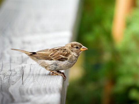 Jeune Moineau domestique (Passer domesticus) juv&eacute;nile, famille des Passeridae, observ&eacute; &agrave; Tignes dans les Alpes fran&ccedil;aises