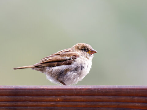 Jeune Moineau domestique (Passer domesticus) juv&eacute;nile, famille des Passeridae, observ&eacute; &agrave; Tignes dans les Alpes fran&ccedil;aises