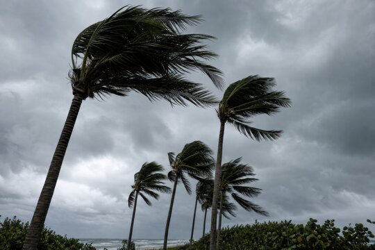 Palm trees bending in strong wind under dark storm clouds before hurricane