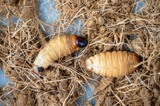 Grubs in a bowl, ready to be roasted, at a restaurant in a park outside of Tena, Ecuador