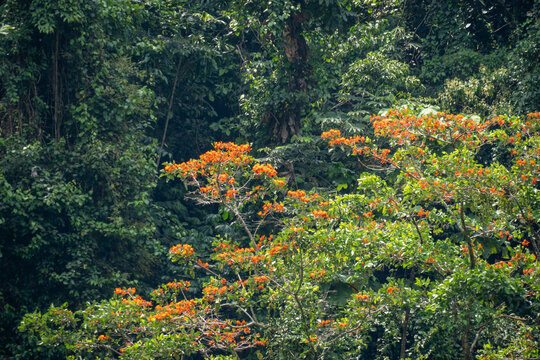 Red flowers in a flame tree in a park outside of Tena, Ecuador
