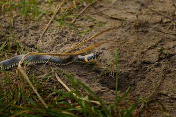 Fototapeta premium European grass snake (Natrix natrix) crawling across sandy ground among grass and dry vegetation. Close-up wildlife photograph of a wild snake in its natural habitat.
