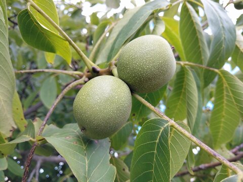Close-up of fresh, green walnuts growing on a branch surrounded by lush leaves in a garden.