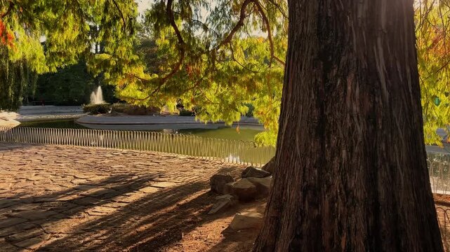 Three panel view of a large tree in a sunny park with a fountain, dappled shadows on the ground and warm autumn light across foliage.