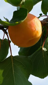 Vertical video of ripe apricots on a branch