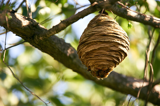 A bee hive naturally suspended from a tree branch, perfectly suited for environmental or nature-based applications