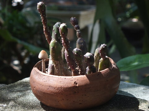 cactus in a pot