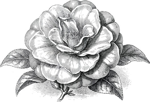 Detailed sketch of a camellia flower with leaves for botanical art and nature illustration.