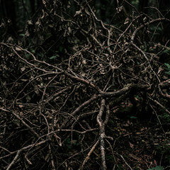 Fototapeta premium Dense Twisted Tree Branches in Dark Forest.