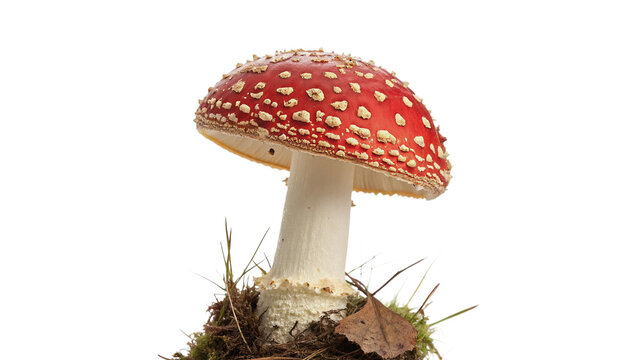 Wild red fly agaric mushroom amanita muscaria toxic fungus isolated on transparent background