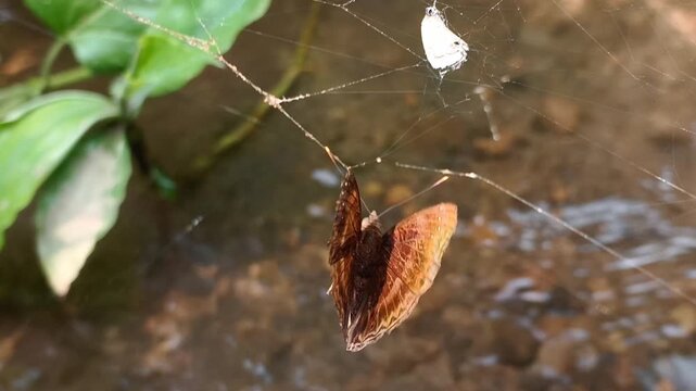 Survival instinct footage pack showing a male Large Prince butterfly Rohana nakula escaping from a spider web over a river and the empty predator with torn net.