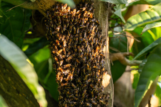 Close-up of wild honey bee swarm clustering on tree branch. Natural wildlife concept of honeybee colony creating a hive in forest habitat background.