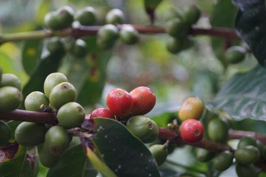 Close-up of ripe red and unripe green coffee cherries growing on a branch in a coffee plantation.