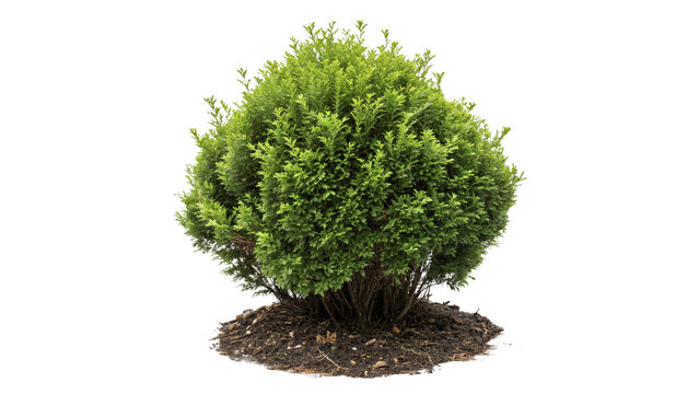 Small round dense green boxwood bush garden plant element isolated on transparent background