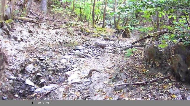 A sounder of wild boars walking through a pine forest