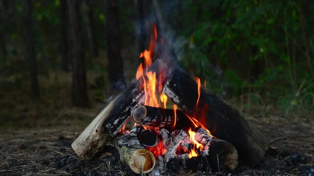 Campfire burning in the forest with bright flames and rising smoke. Seamless loop of a campfire in the woods featuring stacked logs, vibrant flames, and rising smoke for background video and ASMR.