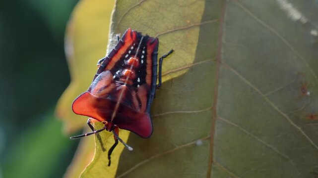 Stink bug or litchi stink bug It has a strong pungent odor for self defense and perches on leaves.