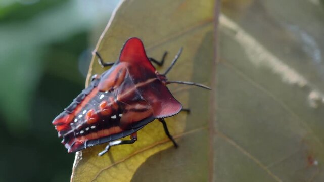 Stink bug or litchi stink bug It has a strong pungent odor for self defense and perches on leaves.