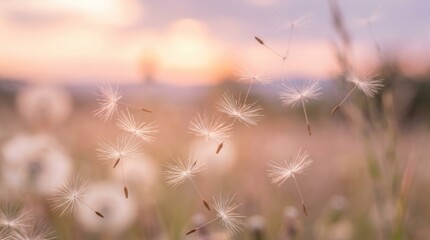 Obraz premium Soft pastel colors illuminate dandelion seeds drifting in the breeze during a close-up sunset.
