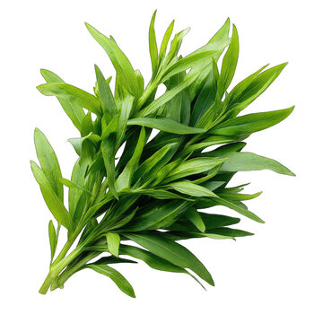 A vibrant bunch of fresh green herbs with lanceolate leaves, meticulously arranged against a stark black background, showcasing the plant's lush texture and vivid color