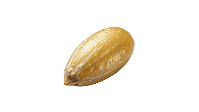 Single organic raw macro seed kernel textured brown shell isolated on transparent background