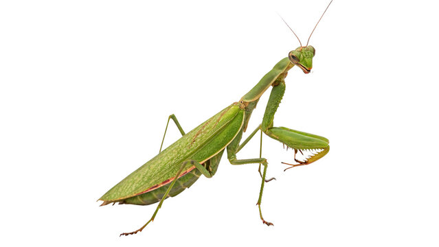 Wild green praying mantis insect walking alertly close up isolated on transparent background