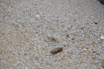 crab on the sand © McDonan