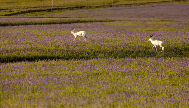 Springbok grazing in a field ,Stanford, South Africa