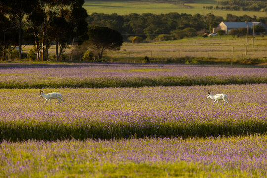 Springbok grazing in a field ,Stanford, South Africa