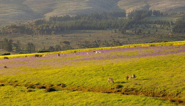 Farmland, animals grazing at sunset, Stanford, South Africa