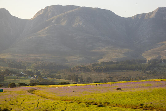 Farmland, animals grazing at sunset, Stanford, South Africa