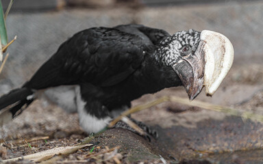 Silvery-cheeked hornbill © svobodacontributor