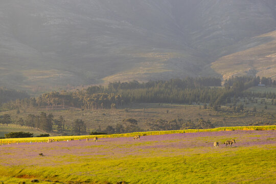 Farmland, animals grazing at sunset, Stanford, South Africa