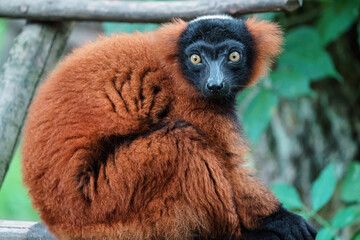 Fototapeta premium Red ruffed lemur