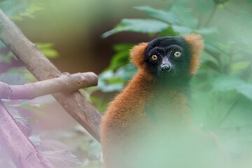 Obraz premium Red ruffed lemur