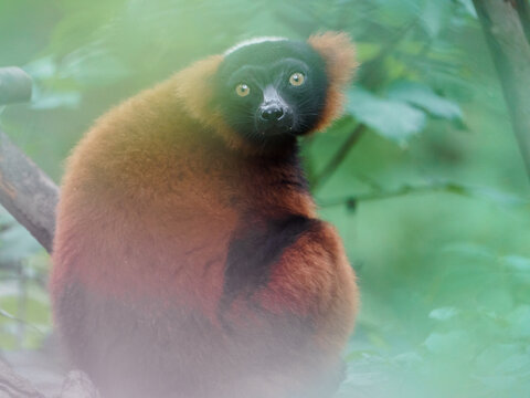 Red ruffed lemur