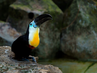 Channel-billed toucan © svobodacontributor