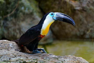 Channel-billed toucan © svobodacontributor