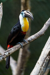 Channel-billed toucan © svobodacontributor