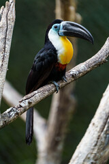 Channel-billed toucan © svobodacontributor