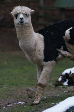 Alpaca