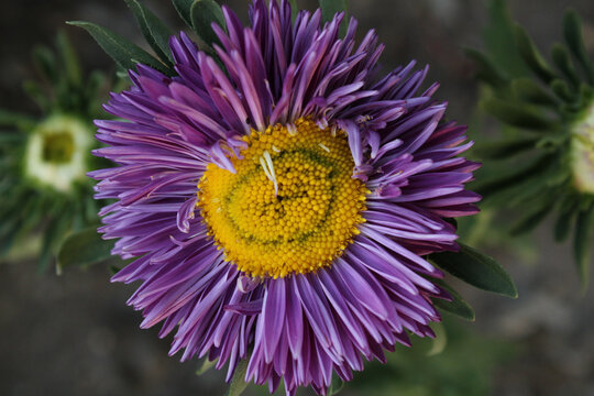 purple aster flower in full bloom featuring a bright yellow center, captured in a close-up macro shot with a soft natural background.