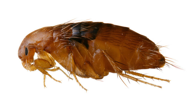 make the white background transparent in the flea PNG set