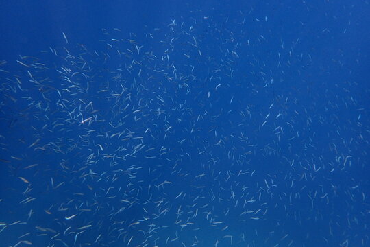 Schooling Baitfish in Vast Blue Ocean